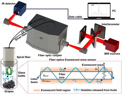 In situ detection of fruit  spoilage based on volatile compounds using the mid-infrared fiber-optic evanescent wave spectroscopy